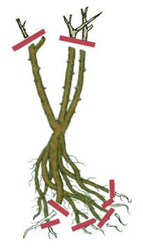 �������� � ��� ������� �����-��������� � ������������ ���