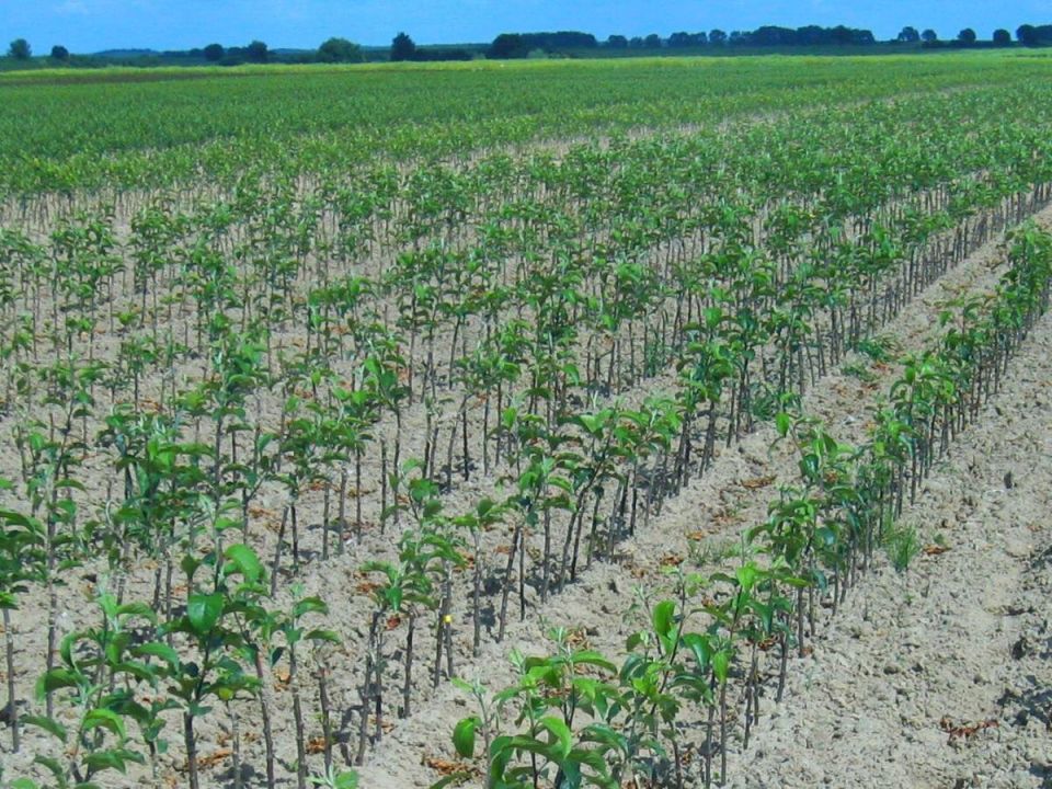 ��� ������ �������� ��������: ����������� ������� ����� �� �������