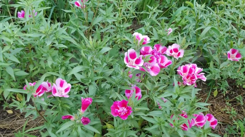 ������� ��������� ���������� ������: ��� �������� ������ �� ����� �������