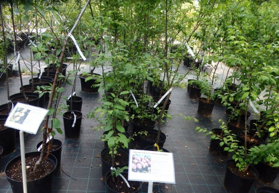 �������� �������� ��������: ������� ��������� ����