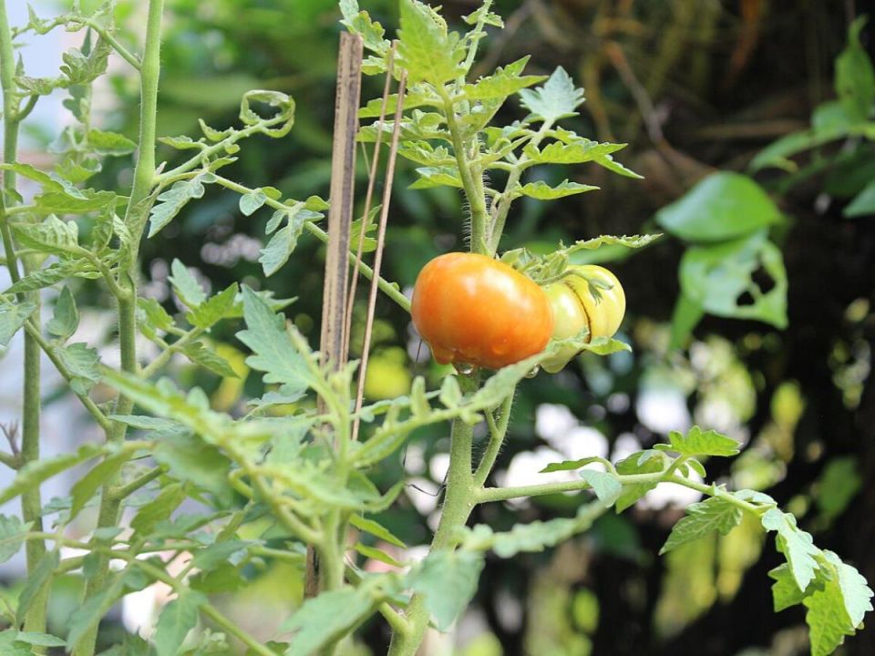 ��������� ���� �� ��������: ������� ����� �� ���� � ������