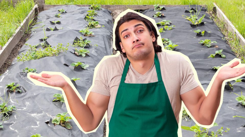 ��� �������� ������������� ������: ����� �� ������ ��������