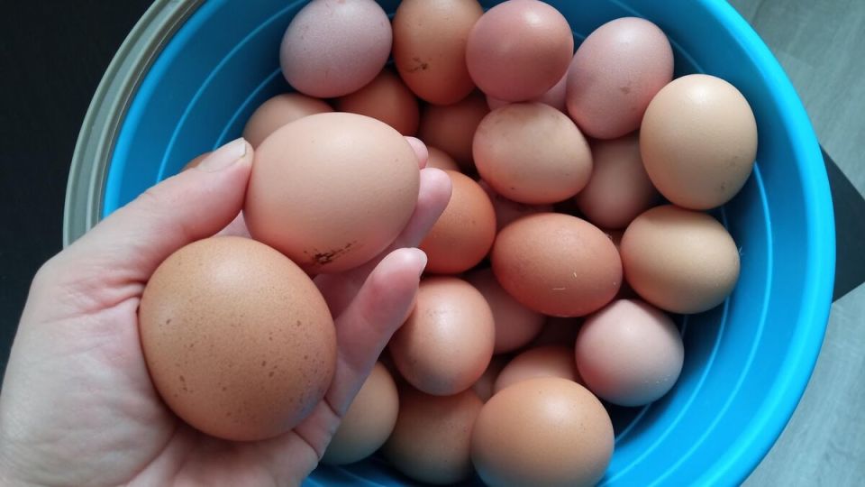 ������ ����������� ������ �������� ���������� �������� ������ ����������