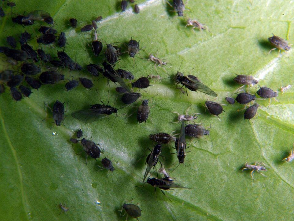 ����������� ������ ������ ����: ��� �������� ���� ���������� ����������