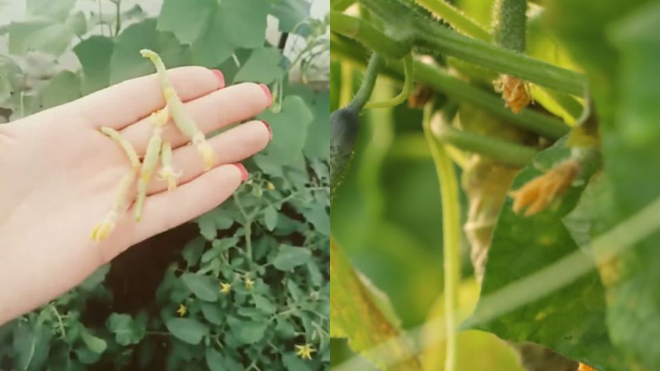 ��� ����������� ���������� � �����: ������� ��������� ������ �������