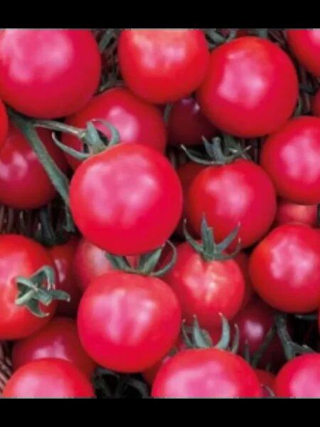 ����� ���������� �������: ��� ��������� ����� ��� �����������