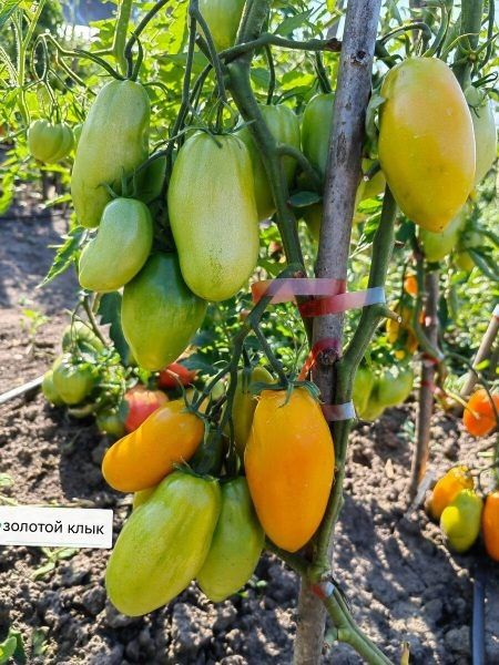 ����� ������� ����: ���������� ���� � ����� ���������� � ������� �����������