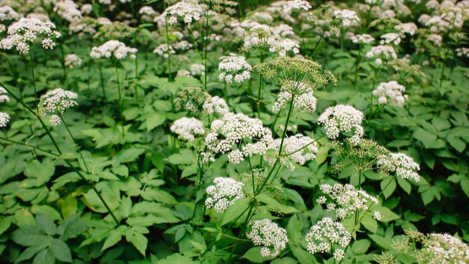 ��� �������� �������: ������, ������� ��������