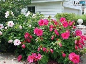 ����������� ��������� ������� ��������: ��� ��������� � ��������� ������� �� ����