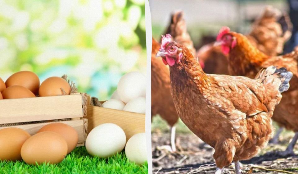 �������� ��������� ���-�������: ��� ���������� ���������� ������ ��� ������ ������