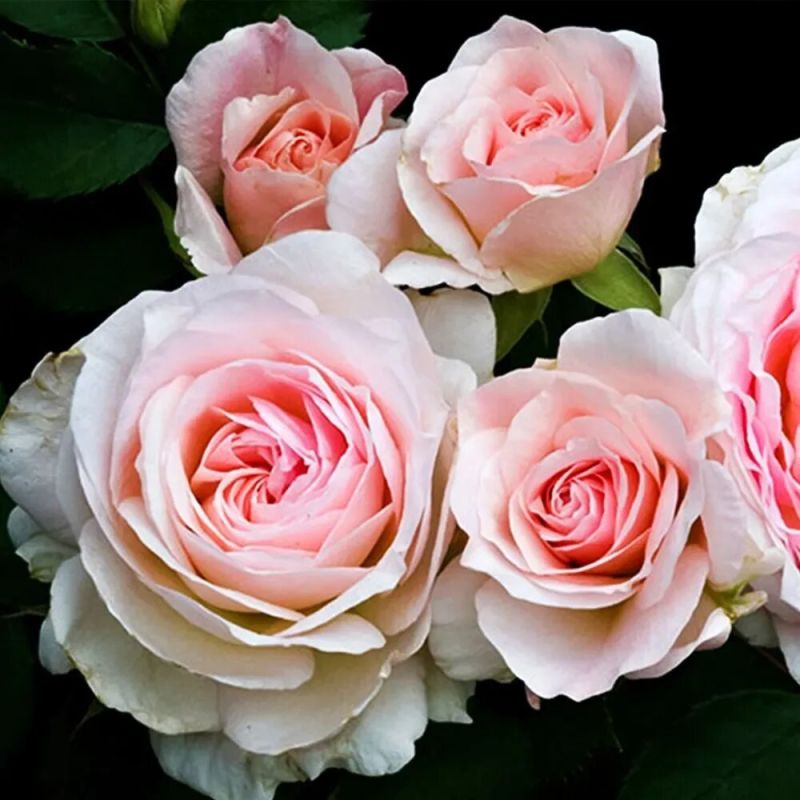 ����������� ����� 2026: ������ �������� ��� ����������, ��������� ����