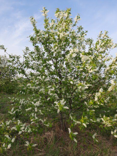 ����������� ������ ���������: ������ ��������� �� ����� ���������� � ��������