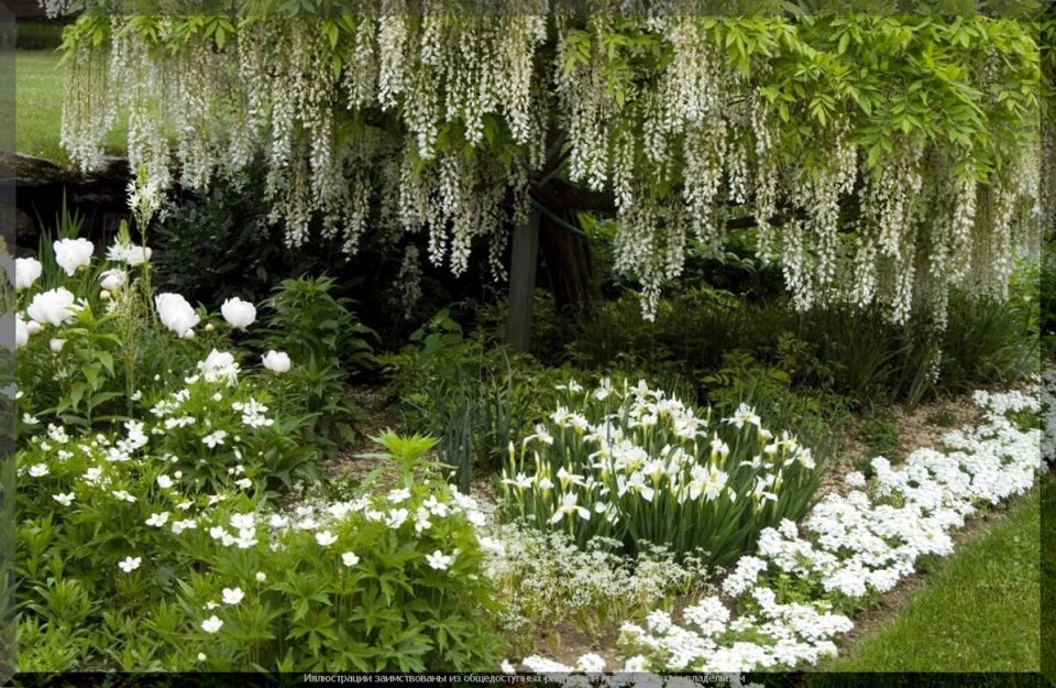 Белоснежная палитра: как собрать гармоничный белый сад без хаоса