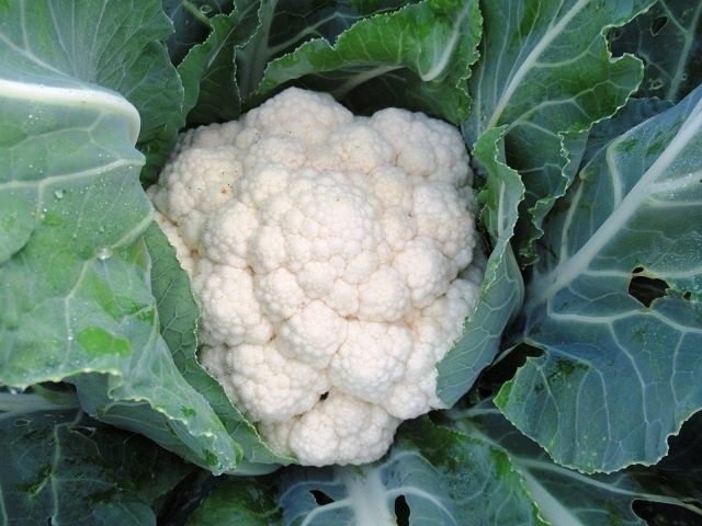 ����� ������� ������� �������, ����� ������� �� ����������: ��������, ����� � ������ �� ������ �������