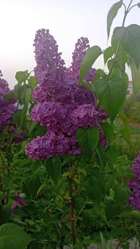 Как справиться с околицы: секреты борьбы с порослью сирени и других кустарников