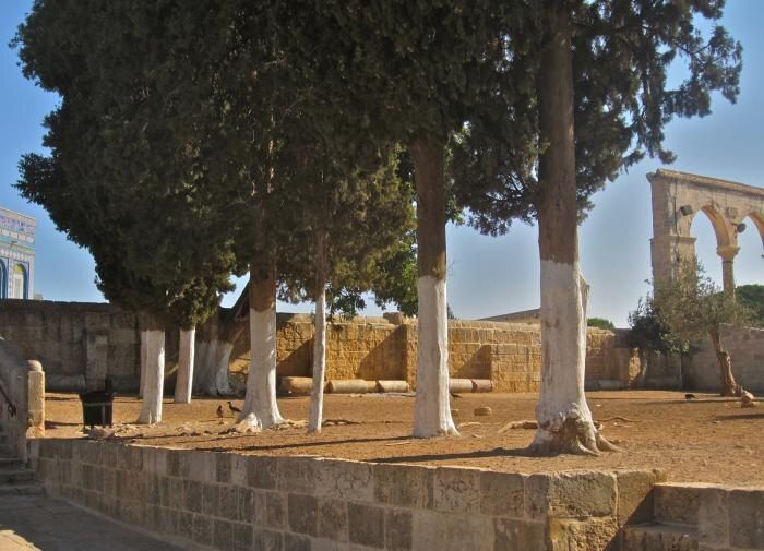 Необычные способы защитить деревья от вредителей