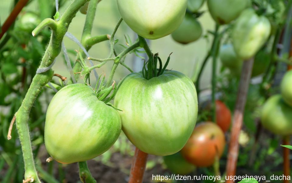 Томат «Батяня»: раннеспелость и крупные плоды, которые покорят вас