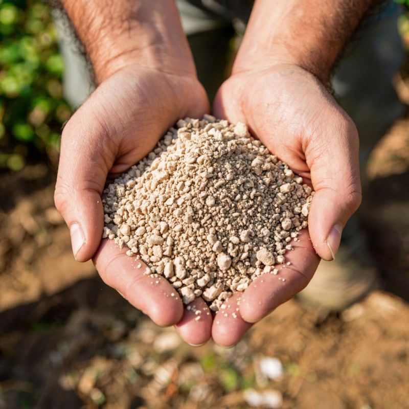 ������� ����: ������ �������� ������ ����, � ������� ����� �����