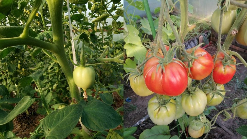 Траншейный метод посадки: как удвоить урожай томатов без лишних усилий