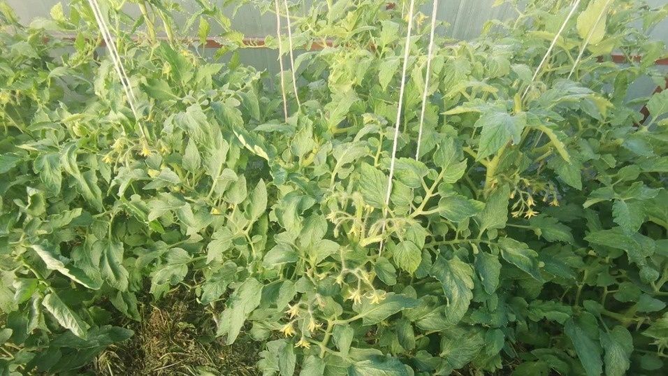 ��� �� �������� ������: ���� ���������������� ������ �� �������� �������