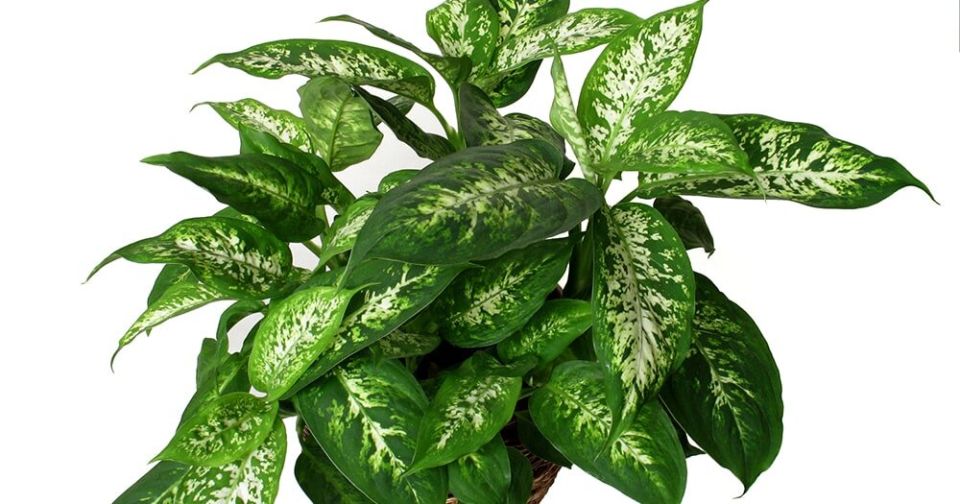 ��� ������ �������� ��������: ���-10 ��������� �������� ��� �������� �����