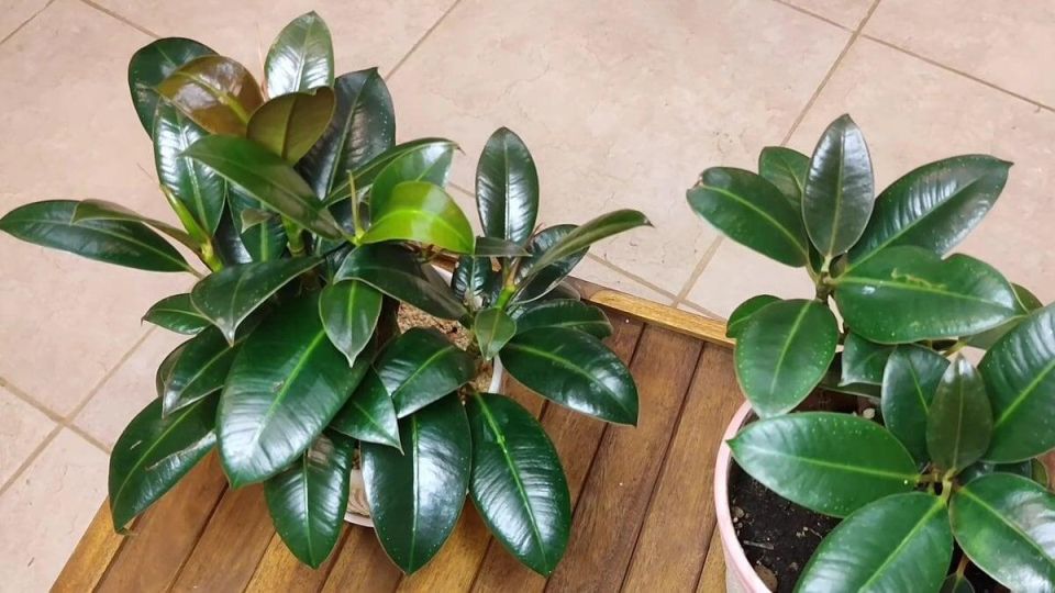 ������������� ����� ��� �������: ������ ��� ���� �� ��������?