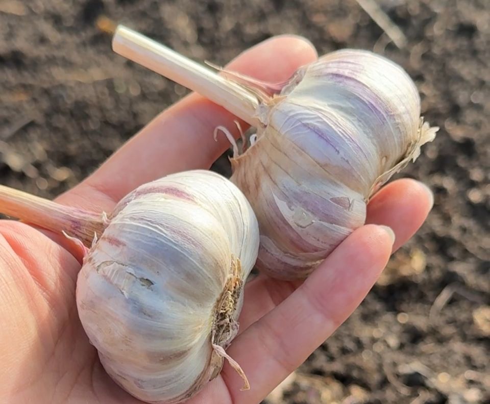 ��� ��������� ������ �� ������ �����: ������� ����������� ��������