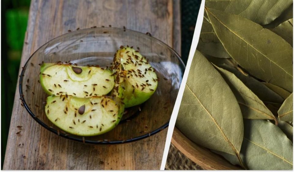 ��� ���������� �� �����: ������� � ����������� ������ ��� �����