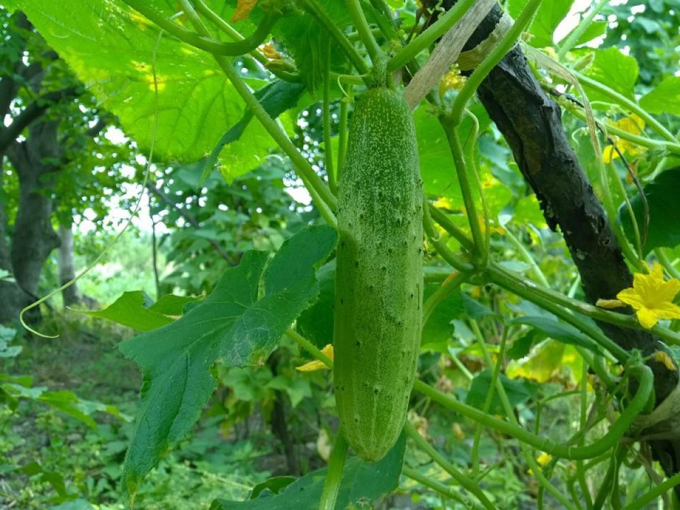 ������, ������� ������ ������� ��������: �� ���� ����� ���������� �� ����