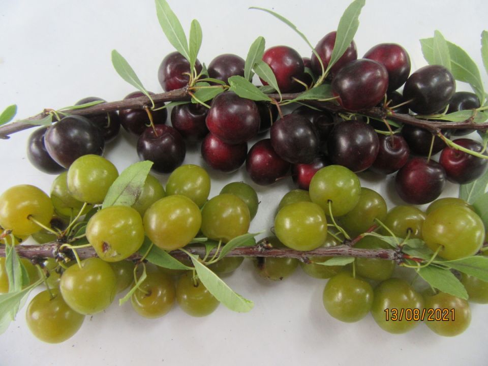 ������� �����, ������� ����� �������� � ��� ���