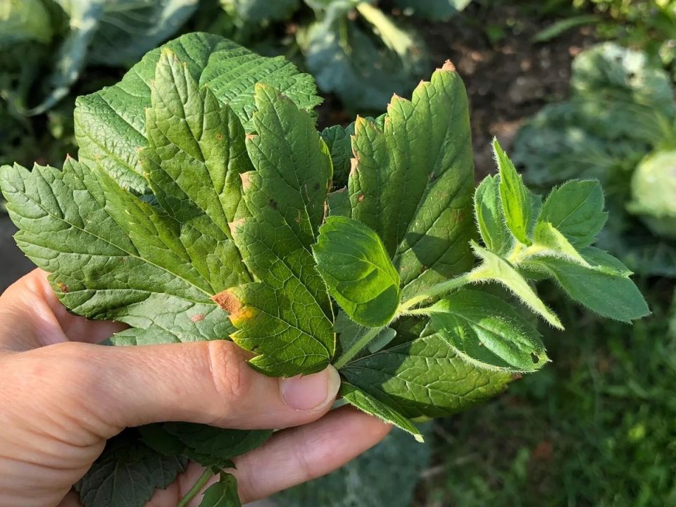 ��������-�������: ����� ������� ����� �������� �� ����