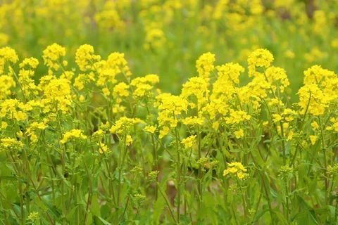 ������� ��� �������: ������ ���������� ����� ����� ���������