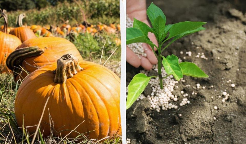 ������� ���������� ������: ��� ��������� ���������� ����� �� �������� ��������