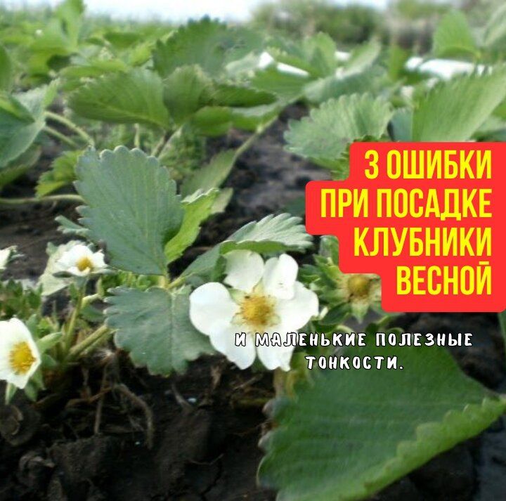 ������� �������� ������� ��������: ��� �������� ���������������� ������