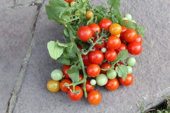 ����� ������ �������: ������������� ������ ��� ������ �������