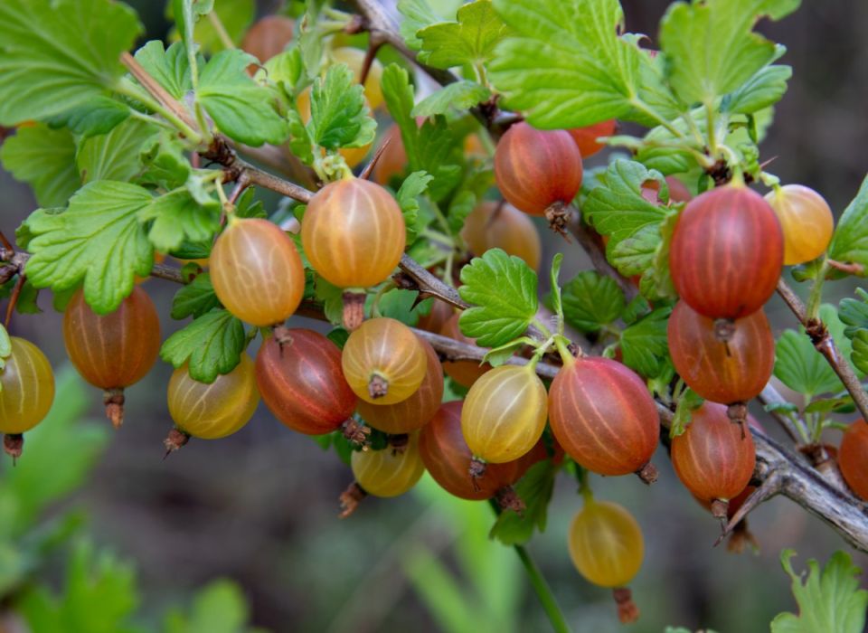 Зелёная дипломатия для крыжовника: простые растения, которые умножат ягоды