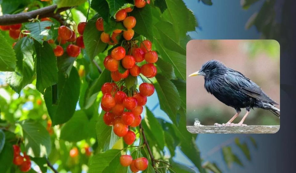 Как спасти урожай черешни от ненасытных скворцов: лучшие советы