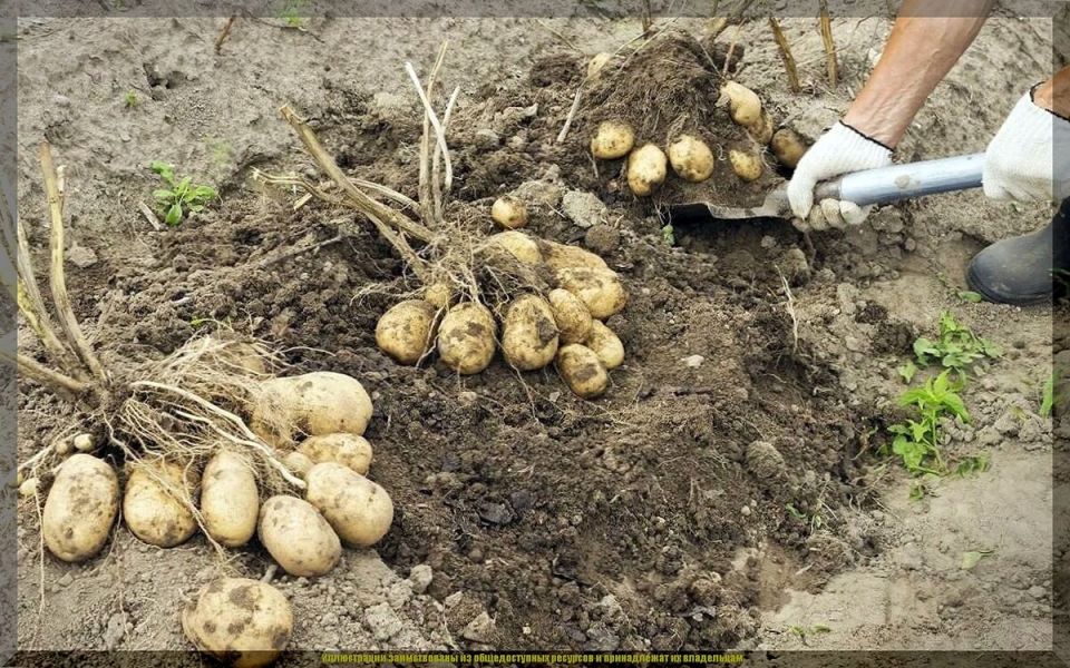 ����� �������� ��������: ������ �� ������ � ���������� ������