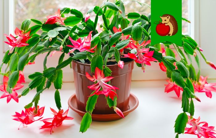 ��� �������� �������� ����������: ������ ��� ��������� ��������� ��������