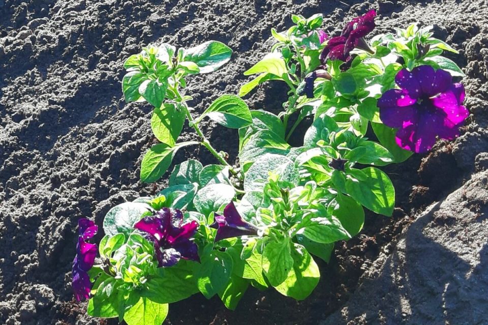 ������� �������: ��� ������� ���������� �������� � ���� ����