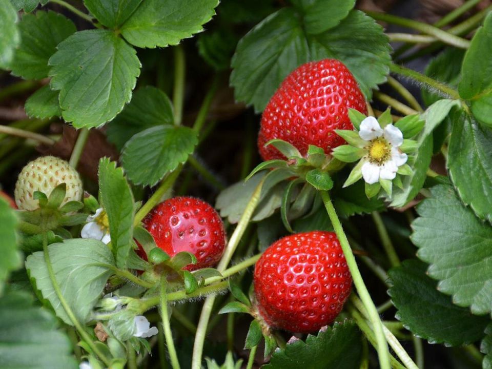 Клубника, которая радует долго: сорта, не требующие частой пересадки