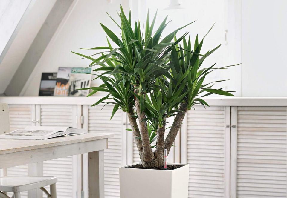 ��������� �������: ��� ������� ����������� ��� � ����� ����