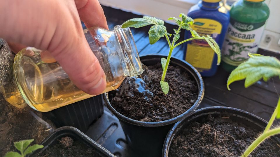 ����� ��������� ���������� ������� ��� ����� �������