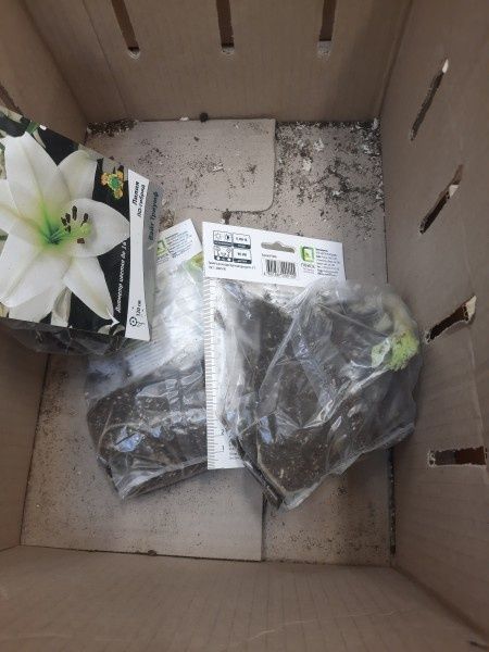 Садовый центр в марте: что стоит купить, а что лучше оставить на потом