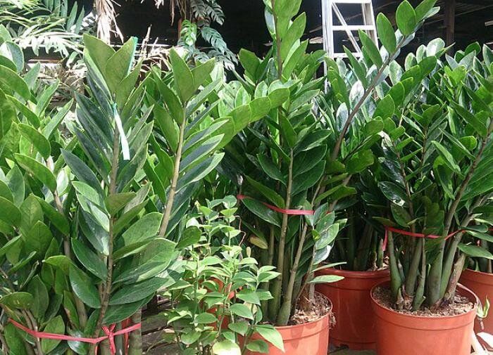 ������ ����� ������ ��������� �������� �����