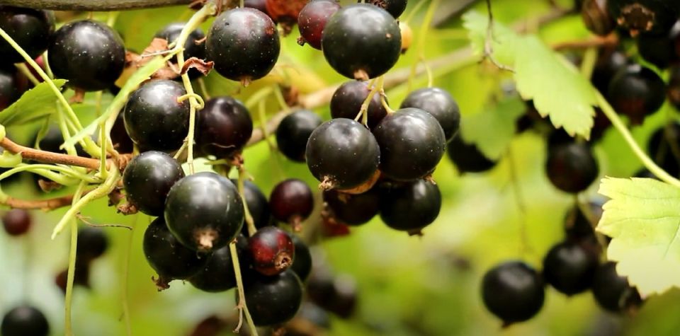 ������ ���������: ��� ��������� ����� ����� ������