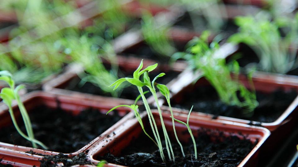 ��� ���������� ��������� ������� ����������: ������ � ������������