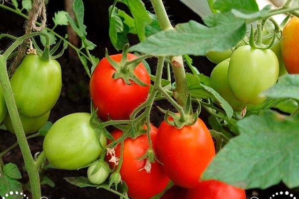 ������ ��������: ������� ����������� ��� �������� ������