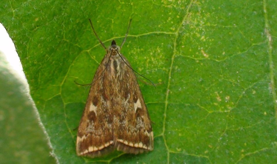 ����������� �������� ��������: ��� �������� ������ �� ���������