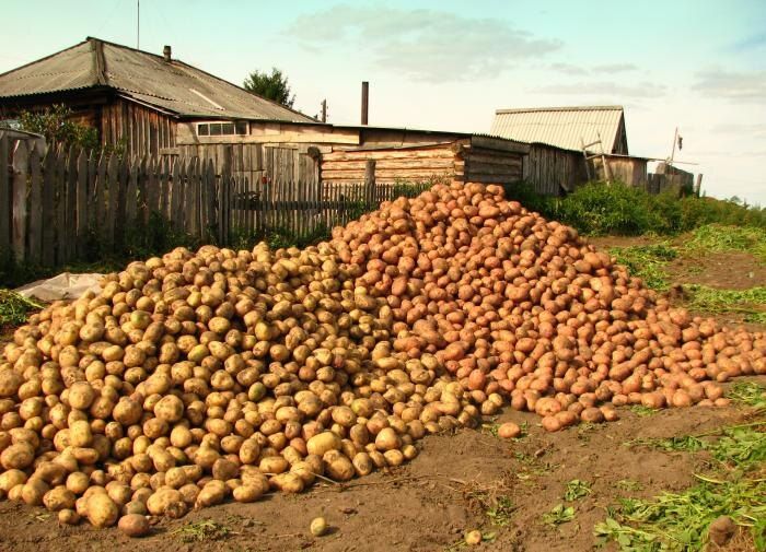 Как сохранить картофель на зиму: секреты подземного хранения